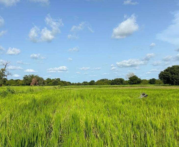 On 4 October 2023, members of the delegation on the joint field visit of the Executive Boards of UNICEF, UNDP/UNFPA/UNOPS, WFP and UN Women visit the WFP-supported Sare Bacary Binta Valley Resilience project in the Kolda Region of Senegal. The climate change resilience programme involves the cultivation of 22 hectares of rice and benefits more than 80 households, with prospects for expansion.